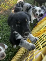 Girl 1 , a female Australian Shepherd for sale in Lakeland, FL – Photo 2 of 3