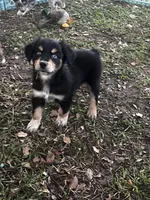 Boy 2 , a male Australian Shepherd for sale in Lakeland, FL – Photo 2 of 3