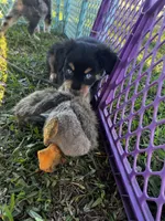 Boy 2 , a male Australian Shepherd for sale in Lakeland, FL – Photo 3 of 3