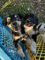 Boy 2 , a male Australian Shepherd for sale in Lakeland, FL – Photo 1 of 3