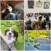 Panda, a male Australian Shepherd for sale in Jasper, GA – 6 of 7