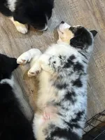 Ranger Rick Jr, a male Australian Shepherd for sale in Jasper, GA – 4 of 10
