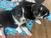 Baby Girl, a female Australian Shepherd for sale in Jasper, GA – 7 of 9