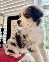 Ranger Rick Jr, a male Australian Shepherd for sale in Jasper, GA – 2 of 10