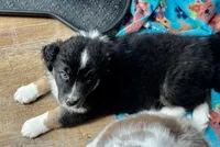 Jasper, a male Australian Shepherd for sale in Jasper, GA – 6 of 9
