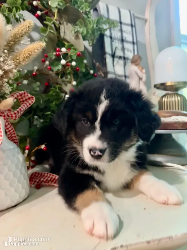 Baby Girl – Australian Shepherd puppy for sale in Jasper, GA