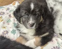 Jasper, a male Australian Shepherd for sale in Jasper, GA – 2 of 9