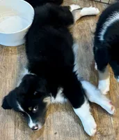Panda, a male Australian Shepherd for sale in Jasper, GA – 4 of 7