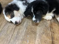 Baby Girl, a female Australian Shepherd for sale in Jasper, GA – 5 of 9
