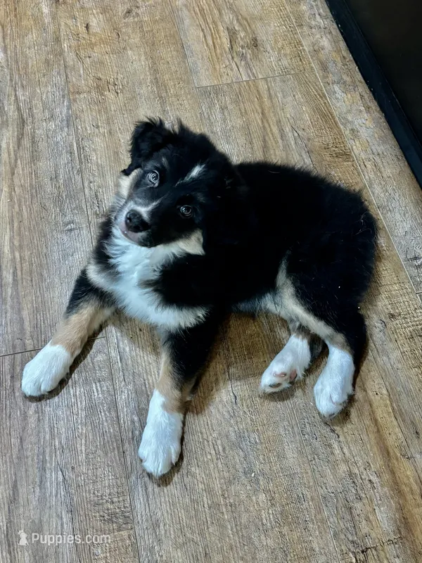 Jasper – Australian Shepherd puppy for sale in Jasper, GA
