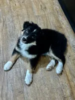 Jasper, a male Australian Shepherd for sale in Jasper, GA – 1 of 10