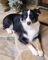 Baby Girl, a female Australian Shepherd for sale in Jasper, GA – 8 of 9
