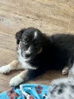 Jasper, a male Australian Shepherd for sale in Jasper, GA – 4 of 9