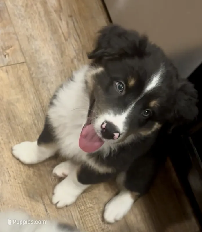 Panda – Australian Shepherd puppy for sale in Jasper, GA