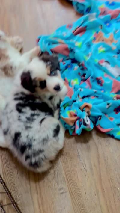 Ranger Rick Jr, a male Australian Shepherd for sale in Jasper, GA – 7 of 10
