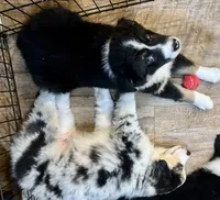 Baby Girl, a female Australian Shepherd for sale in Jasper, GA – 4 of 9