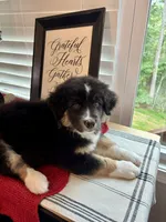 Jasper, a male Australian Shepherd for sale in Jasper, GA – 3 of 9