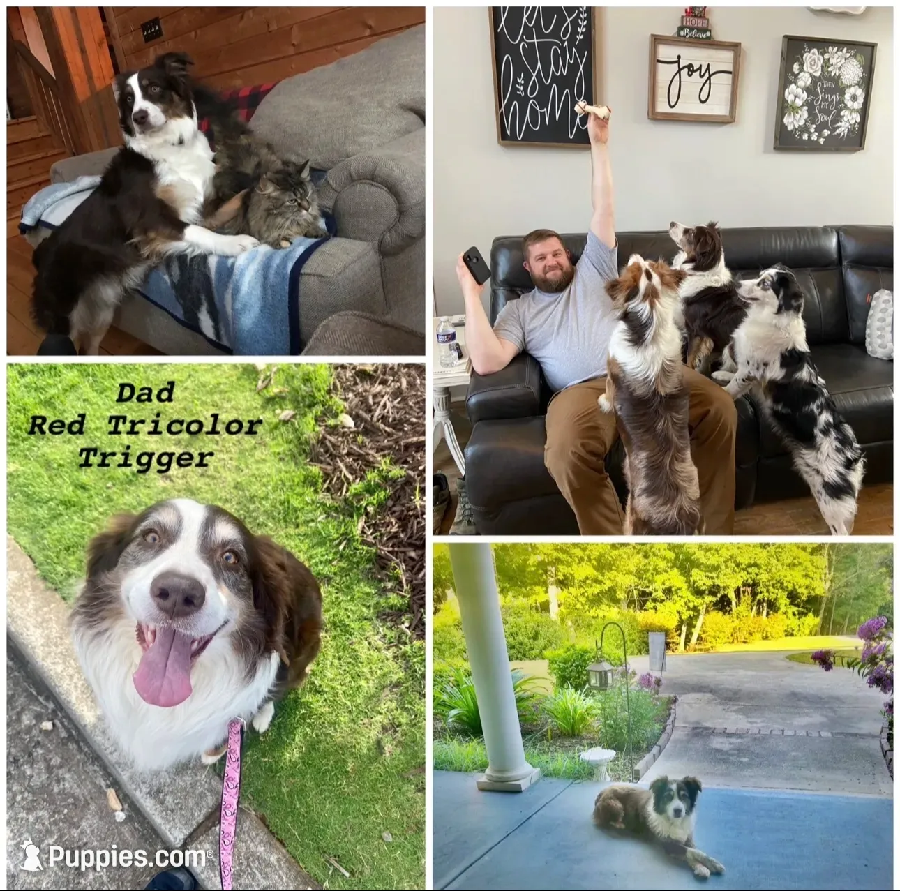 Jasper, a male Australian Shepherd for sale in Jasper, GA – 8 of 9