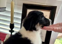 Panda, a male Australian Shepherd for sale in Jasper, GA – 2 of 7