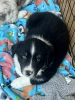 Panda, a male Australian Shepherd for sale in Jasper, GA – 3 of 7