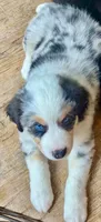 Ranger Rick Jr, a male Australian Shepherd for sale in Jasper, GA – 1 of 10