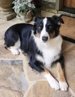 Panda, a male Australian Shepherd for sale in Jasper, GA – 7 of 7