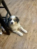 Ranger Rick Jr, a male Australian Shepherd for sale in Jasper, GA – 3 of 10