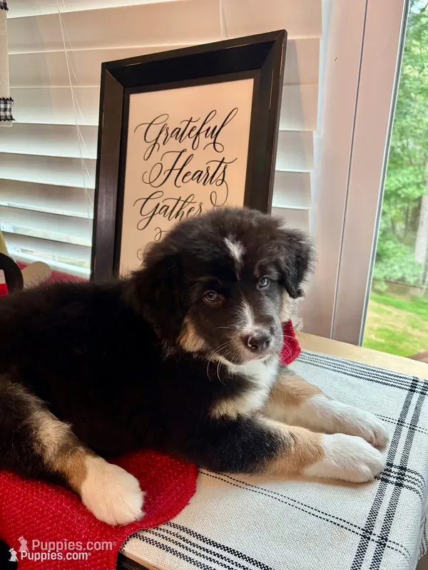 Jasper – Australian Shepherd puppy for sale in Jasper, GA