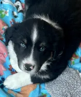 Panda, a male Australian Shepherd for sale in Jasper, GA – 1 of 7