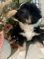 Baby Girl, a female Australian Shepherd for sale in Jasper, GA – 2 of 9