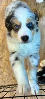 Ranger Rick Jr, a male Australian Shepherd for sale in Jasper, GA – 5 of 10