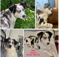 Panda, a male Australian Shepherd for sale in Jasper, GA – 5 of 7