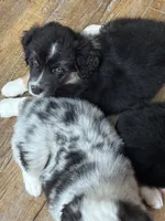 Jasper, a male Australian Shepherd for sale in Jasper, GA – 5 of 9
