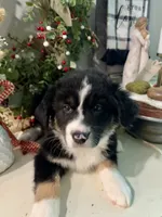Baby Girl, a female Australian Shepherd for sale in Jasper, GA – 3 of 9