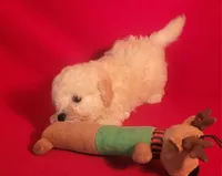 Snuggles, a male Bichpoo and Poochon for sale in Cassville, MO – 5 of 8