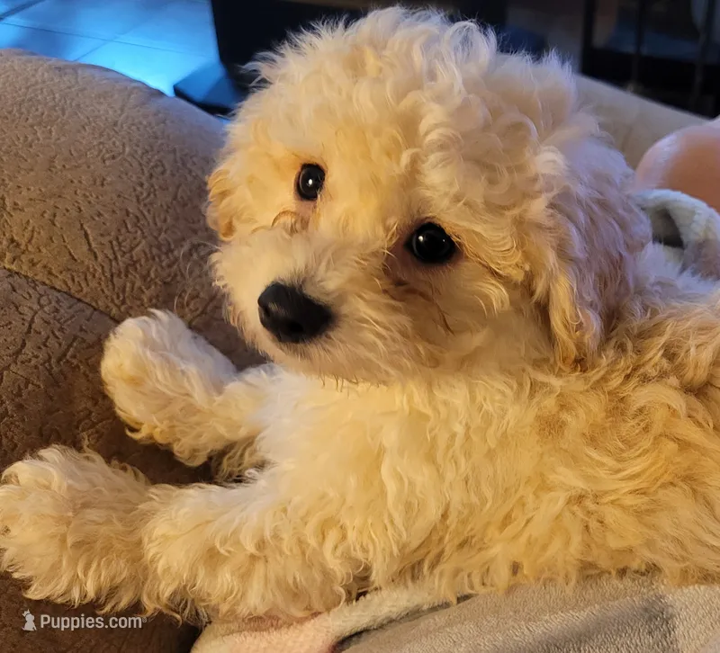 Snuggles – Bichpoo, Poochon puppy on hold in Cassville, MO