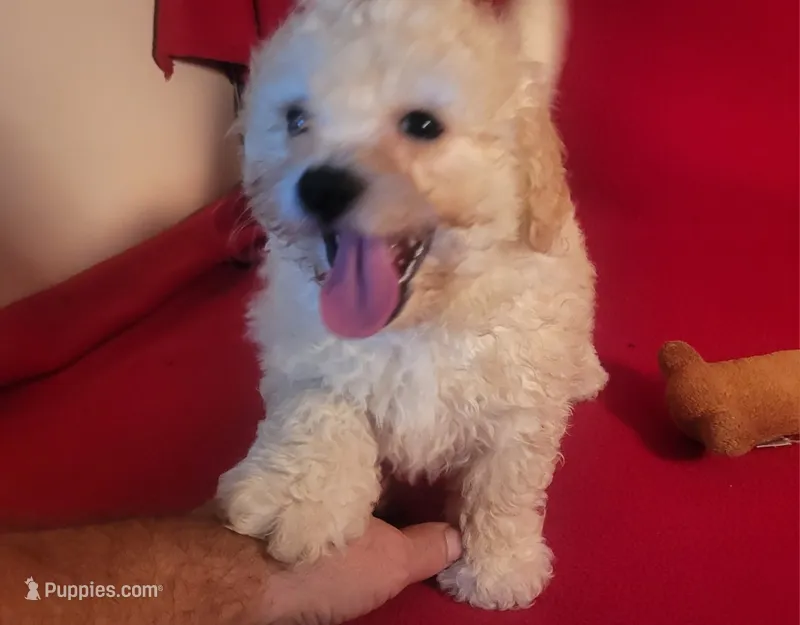 Snuggles – Bichpoo, Poochon puppy for sale in Cassville, MO