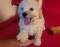 Snuggles, a male Bichpoo and Poochon for sale in Cassville, MO – 1 of 8