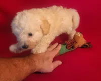 Snuggles, a male Bichpoo and Poochon for sale in Cassville, MO – 4 of 8