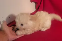 Snuggles, a male Bichpoo and Poochon for sale in Cassville, MO – 7 of 8