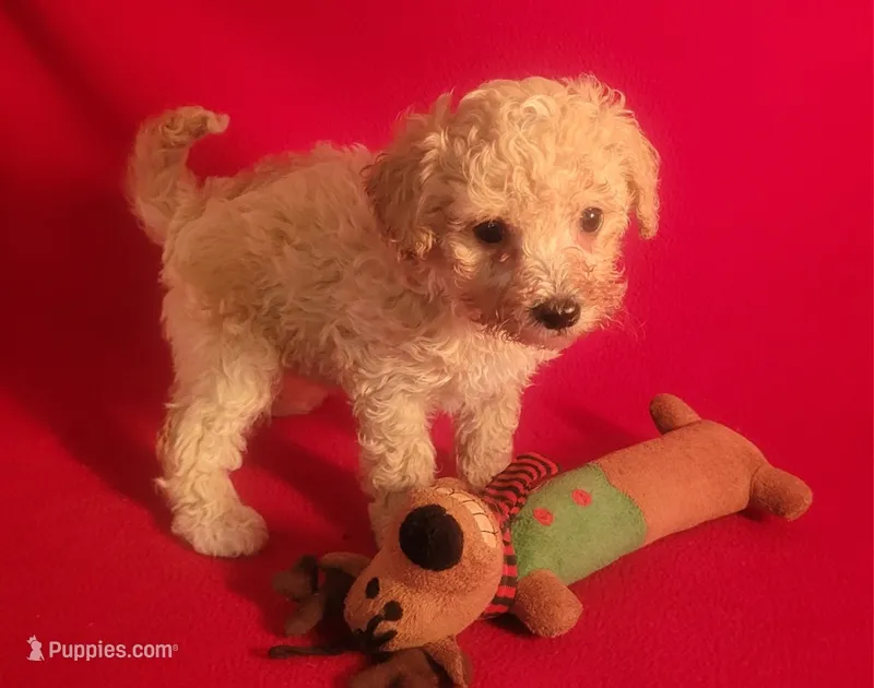Rascal  – Bichpoo, Poochon puppy for sale in Cassville, MO