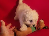 Snuggles, a male Bichpoo and Poochon for sale in Cassville, MO – 6 of 8