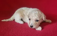Rascal , a male Bichpoo and Poochon for sale in Cassville, MO – 2 of 5