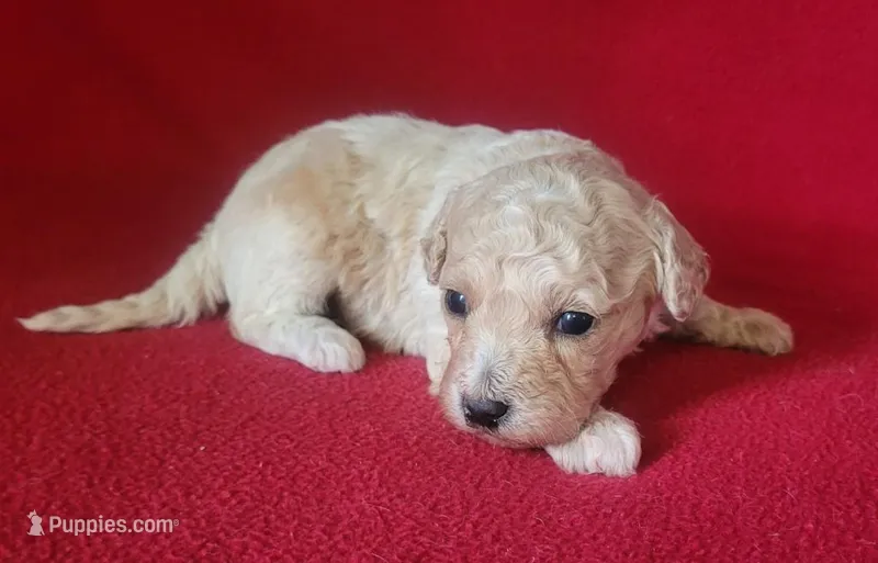 Rascal  – Bichpoo, Poochon puppy for sale in Cassville, MO