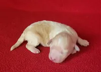 Rascal , a male Bichpoo and Poochon for sale in Cassville, MO – Photo 1 of 5