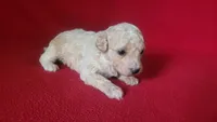 Rascal , a male Bichpoo and Poochon for sale in Cassville, MO – 5 of 5