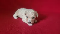 Rascal , a male Bichpoo and Poochon for sale in Cassville, MO – 4 of 5