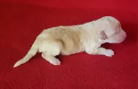 Rascal , a male Bichpoo and Poochon for sale in Cassville, MO – Photo 2 of 5