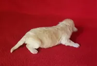 Rascal , a male Bichpoo and Poochon for sale in Cassville, MO – Photo 3 of 5