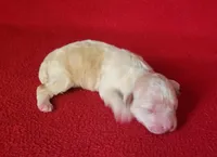 Rascal , a male Bichpoo and Poochon for sale in Cassville, MO – Photo 5 of 5